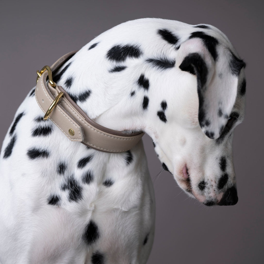 Amici Ivory - Halsband van dagleer