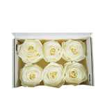 Rose Standard W-Box 6 creme