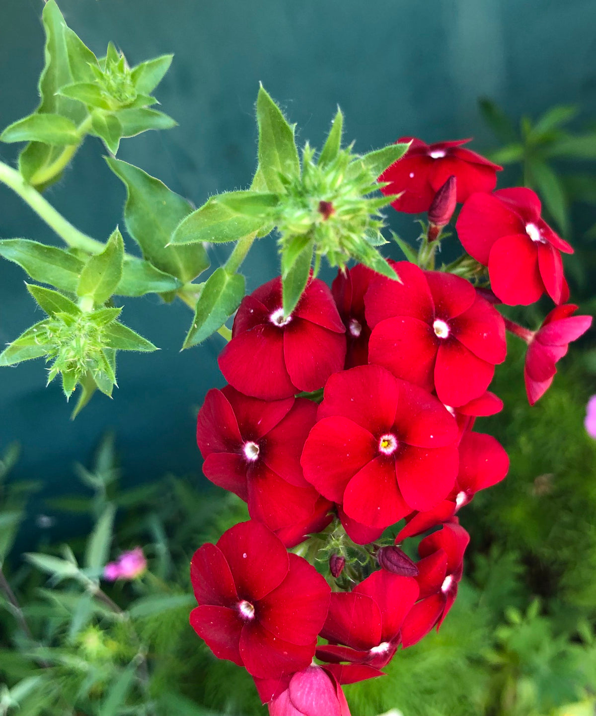 Bloemenzaden 'Liefde zaaien'