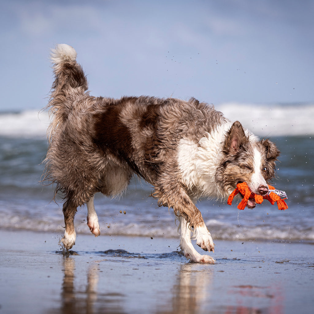 Kristof Krabbe - cultspeelgoed voor honden