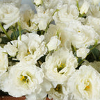Lysianthus Kunst L68cm Wit