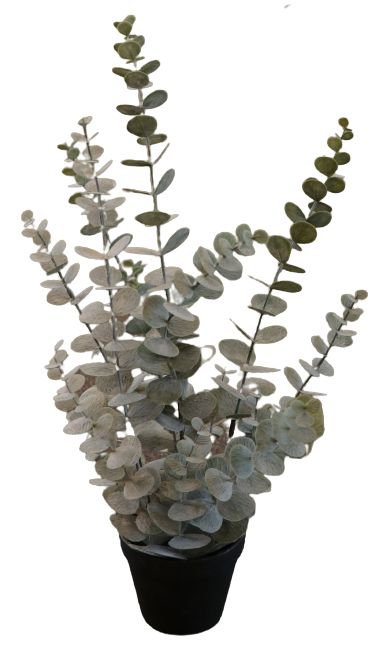 Eucalyptus in pot 58cm groen