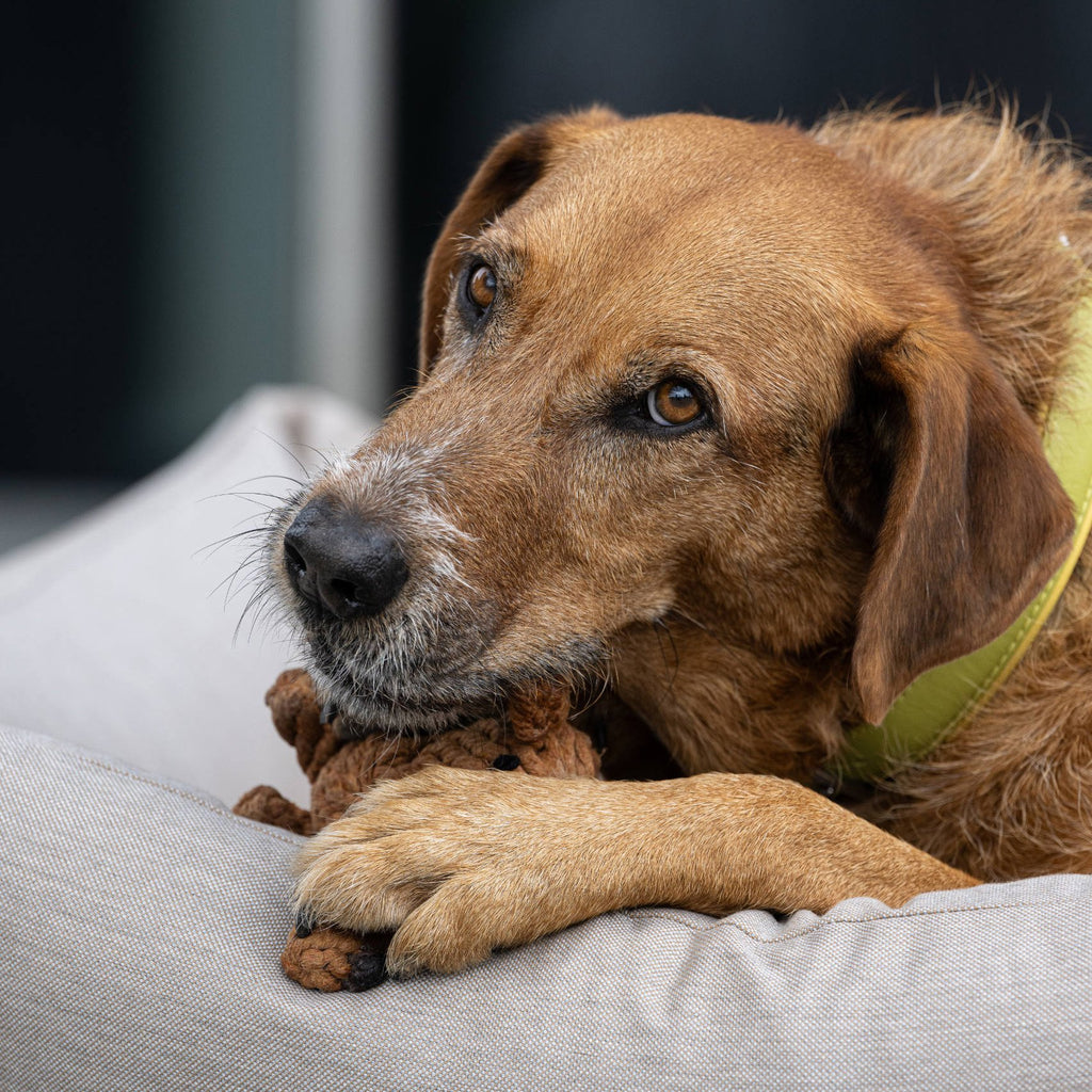 Diego Teckel - cultspeelgoed voor honden