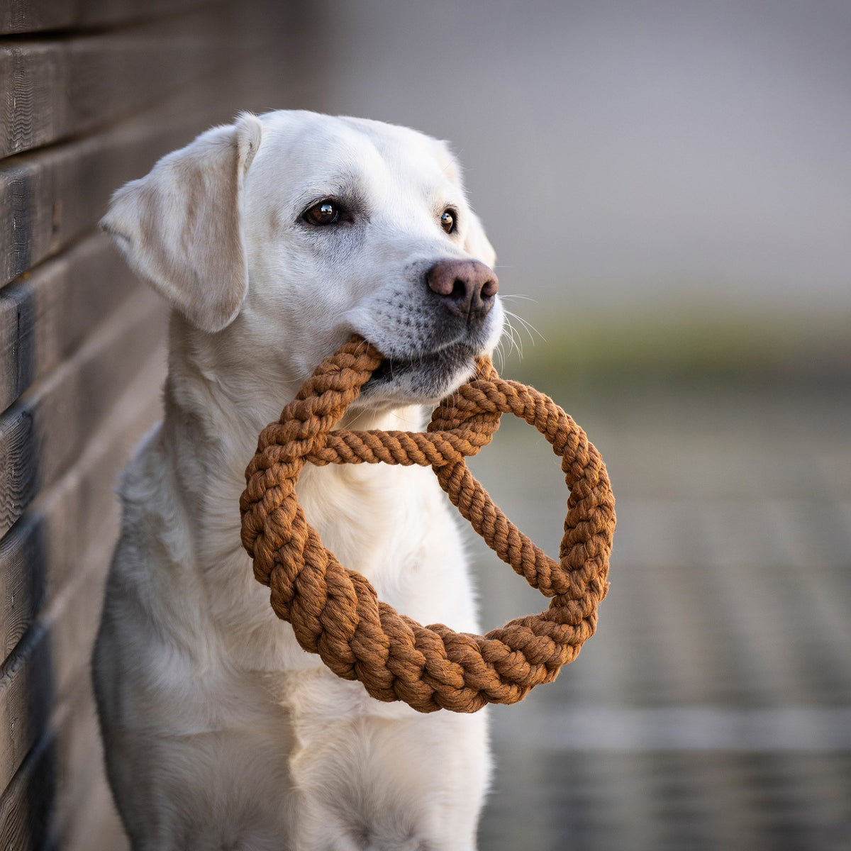 Britta Brezel - cultspeelgoed voor honden
