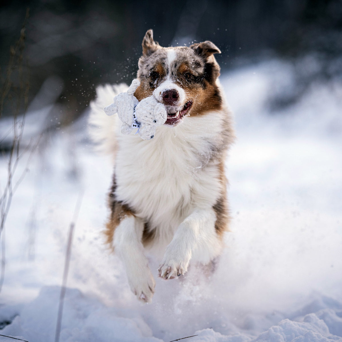 Tapsi - cultspeelgoed voor honden