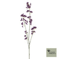 Achillea trosaubergine 110cm