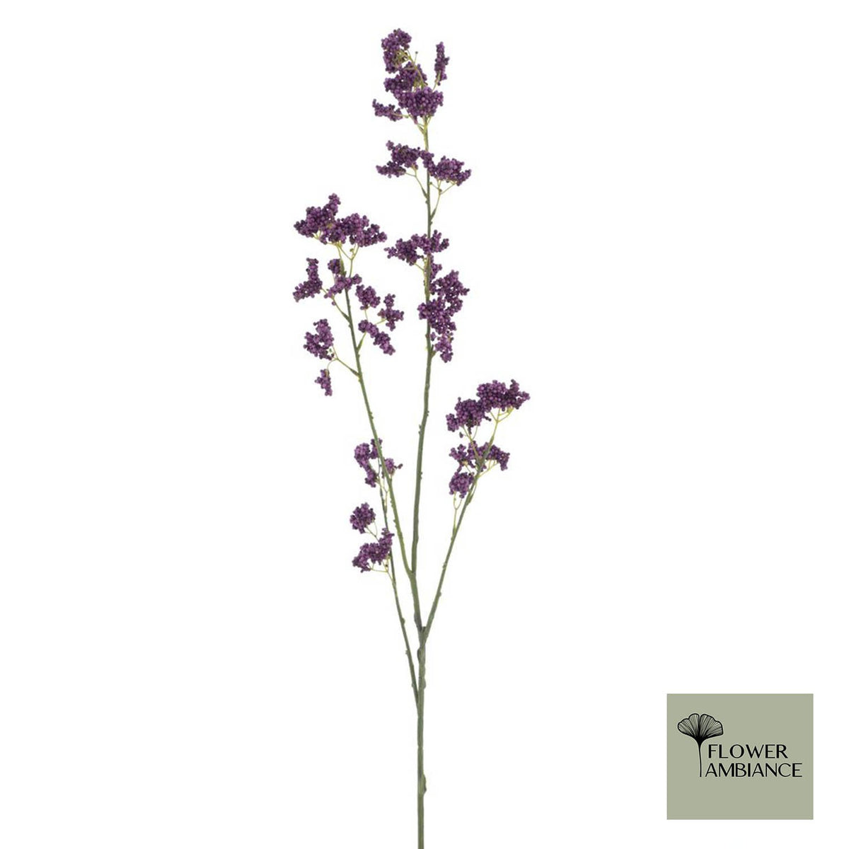 Achillea trosaubergine 110cm