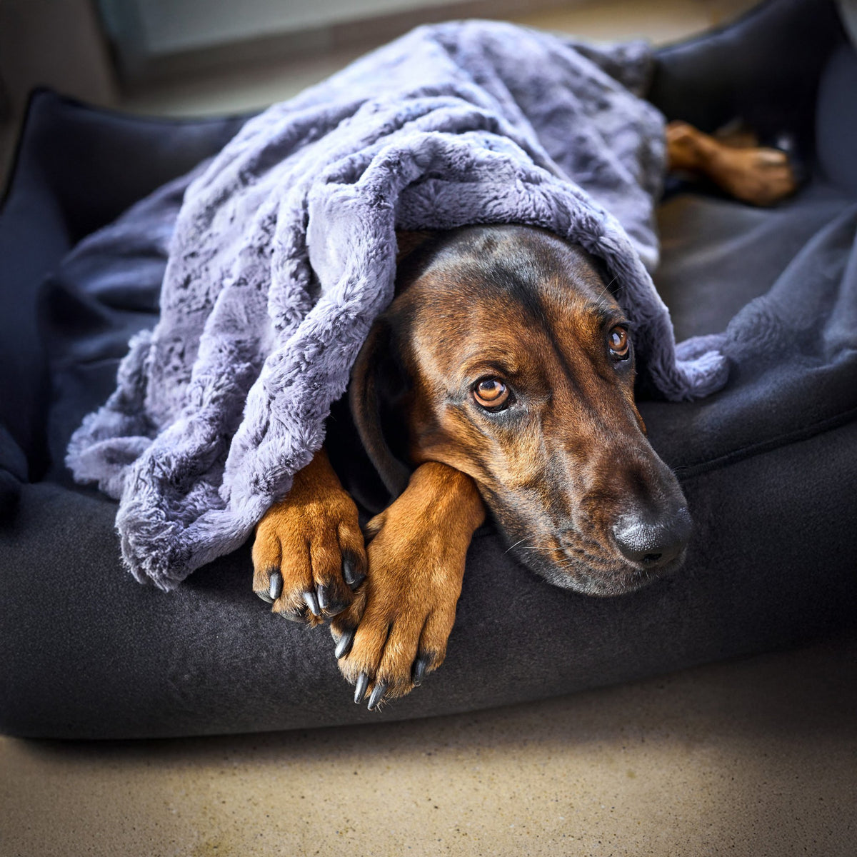 Cosy knuffeldeken voor honden