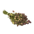 Gedroogde bloemen - Nigella Black Pod