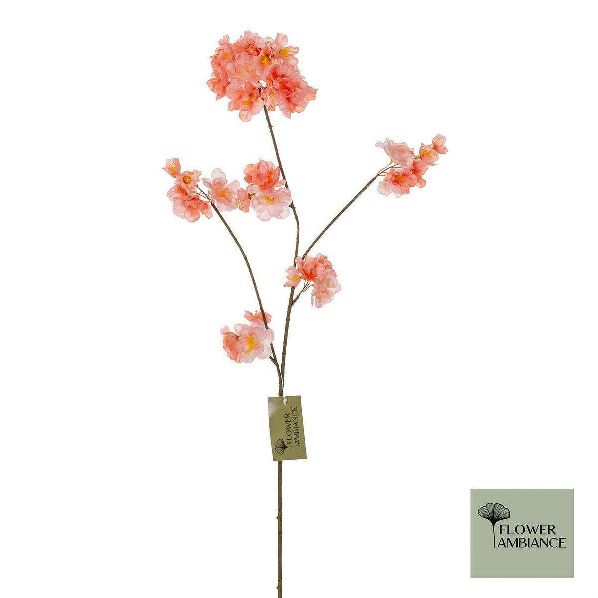 Prunus Malaga trosperzik 84cm