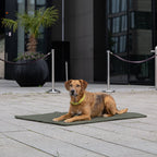 Teddy reis- en outdoordeken voor honden