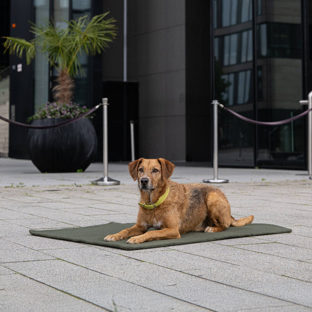 Teddy reis- en outdoordeken voor honden