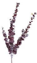 Eucalyptus dus 103cm violet