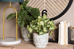 Bloempot Ø 21x20 cm Groen Beige Keramiek Bloemen Bloempot Binnen