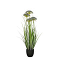 Gras angelicapaars