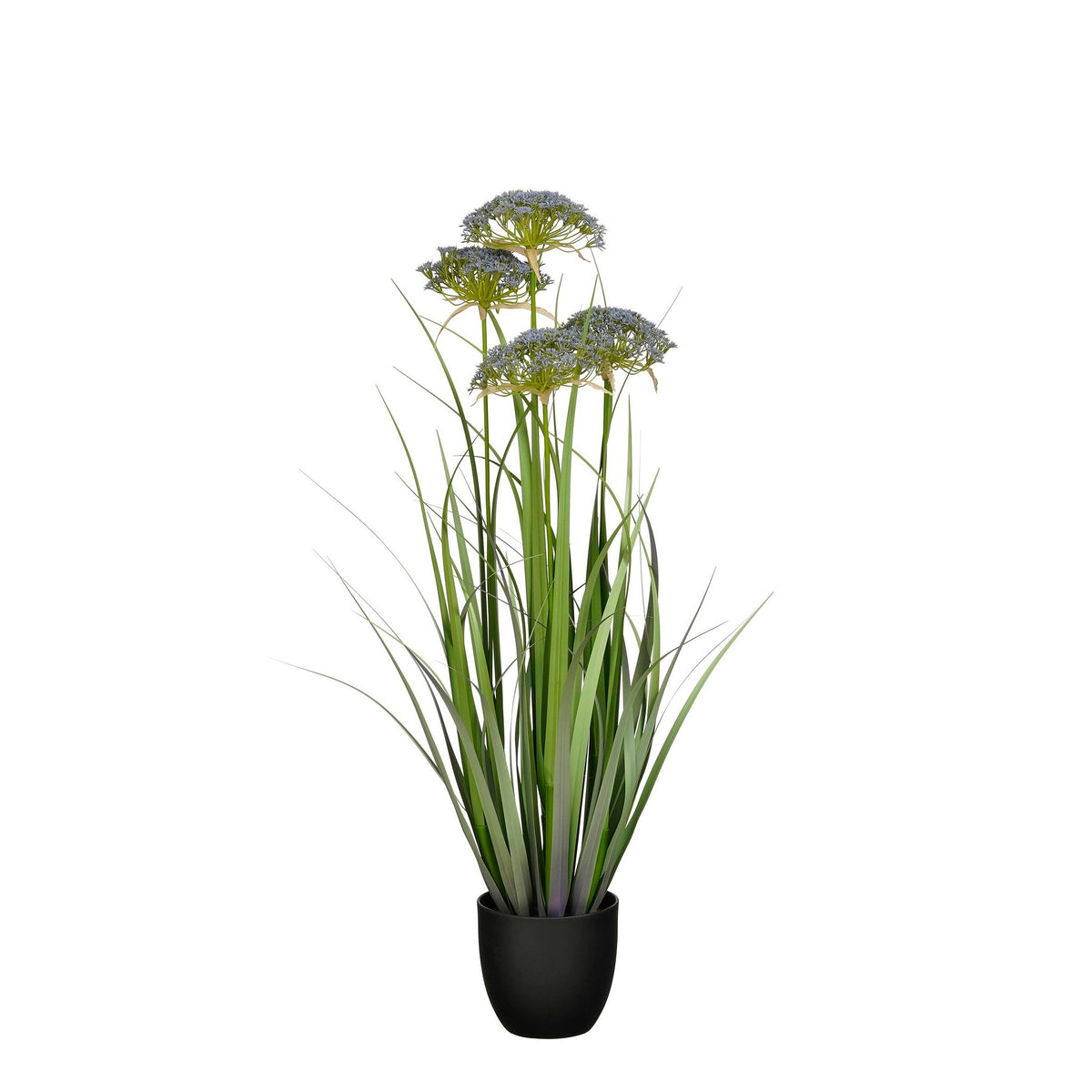 Gras angelicapaars