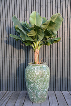 Plantenpot - Ambang relic jade