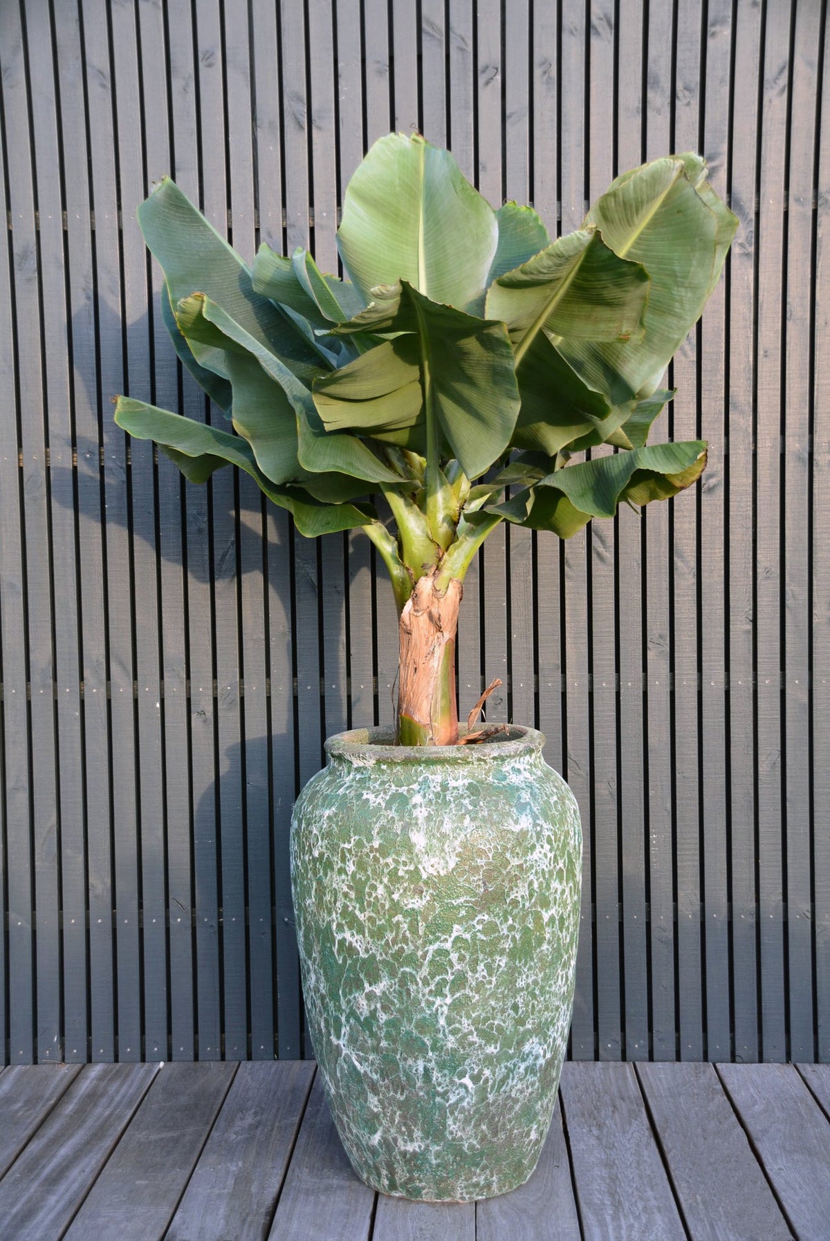 Plantenpot - Ambang relic jade