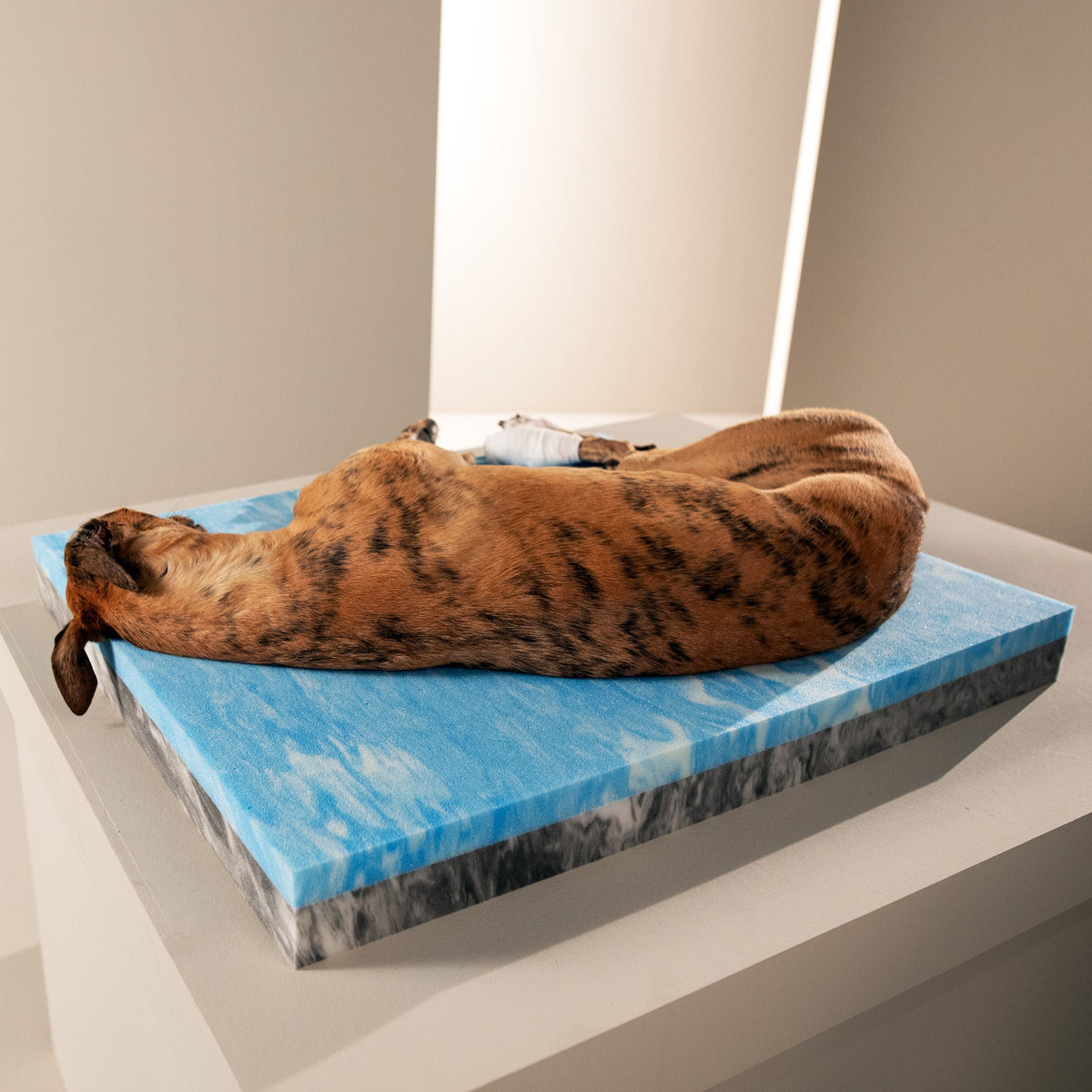 Bellagio Ortho | Premium orthopedisch hondenbed
