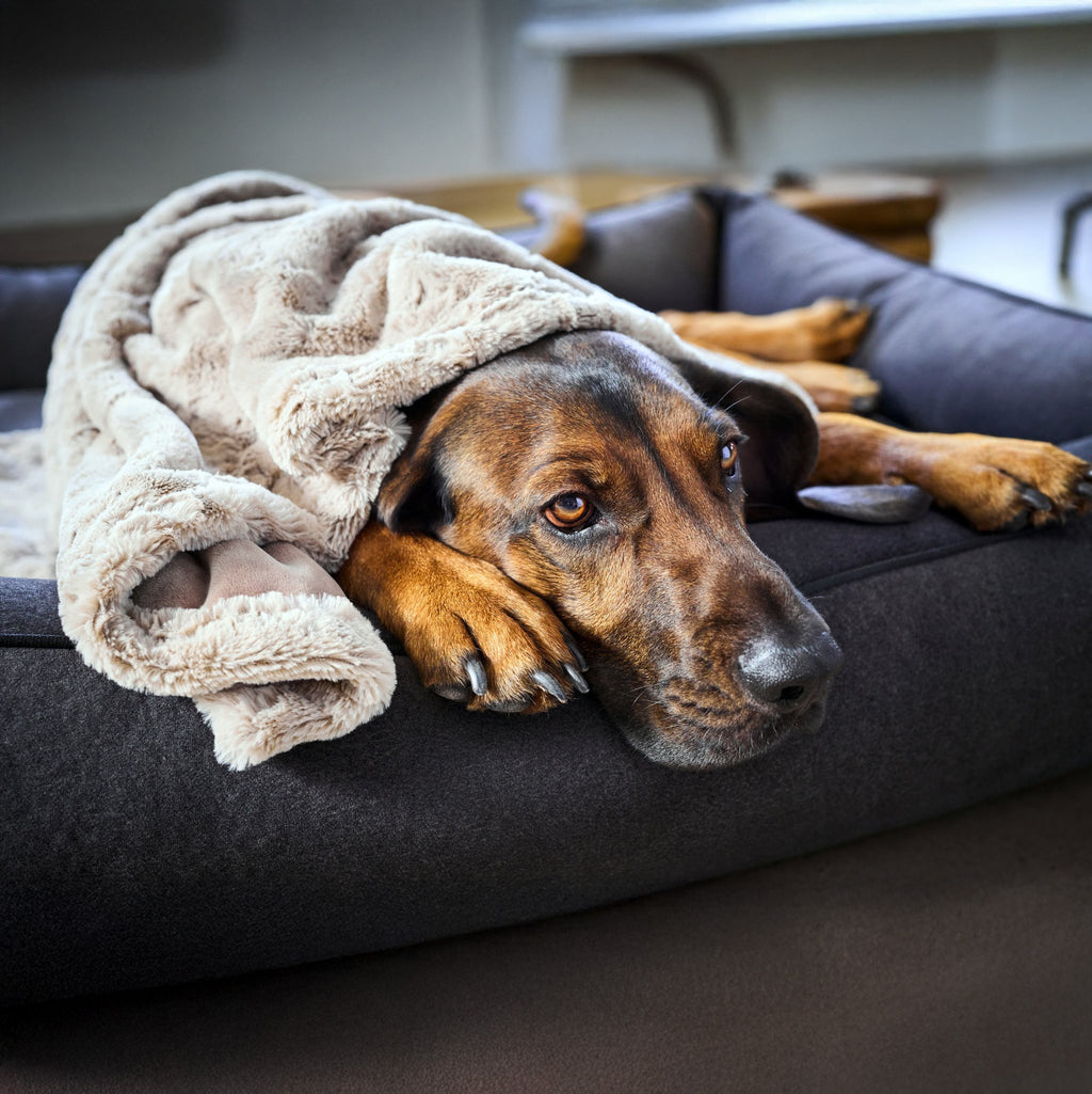 Cosy knuffeldeken voor honden