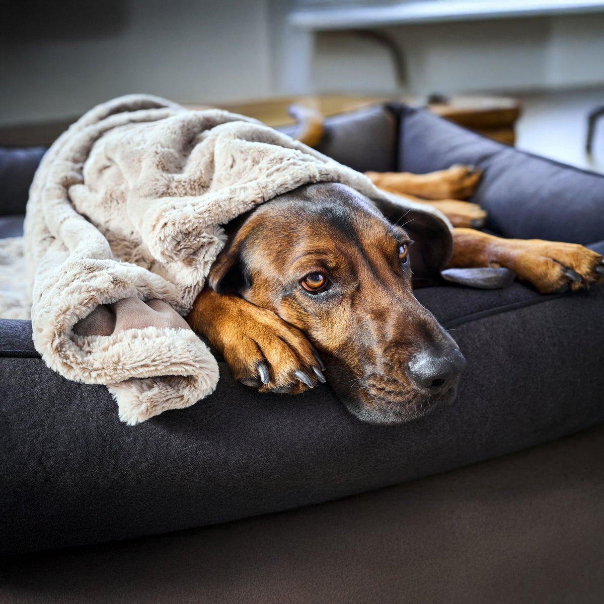 Cosy knuffeldeken voor honden