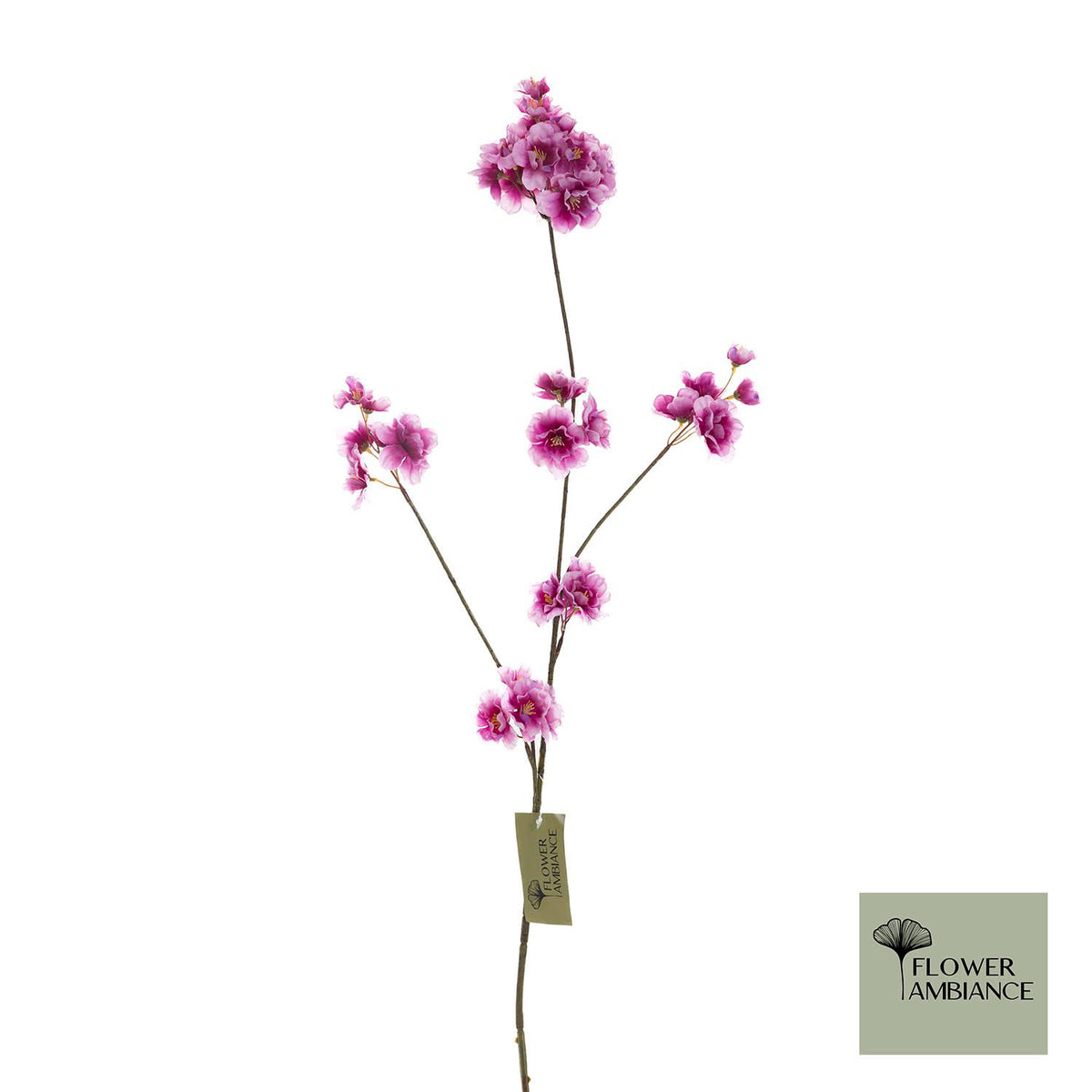 Prunus malaga spuit nieuwe schoonheid 84cm