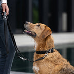 Giro leren riem voor honden