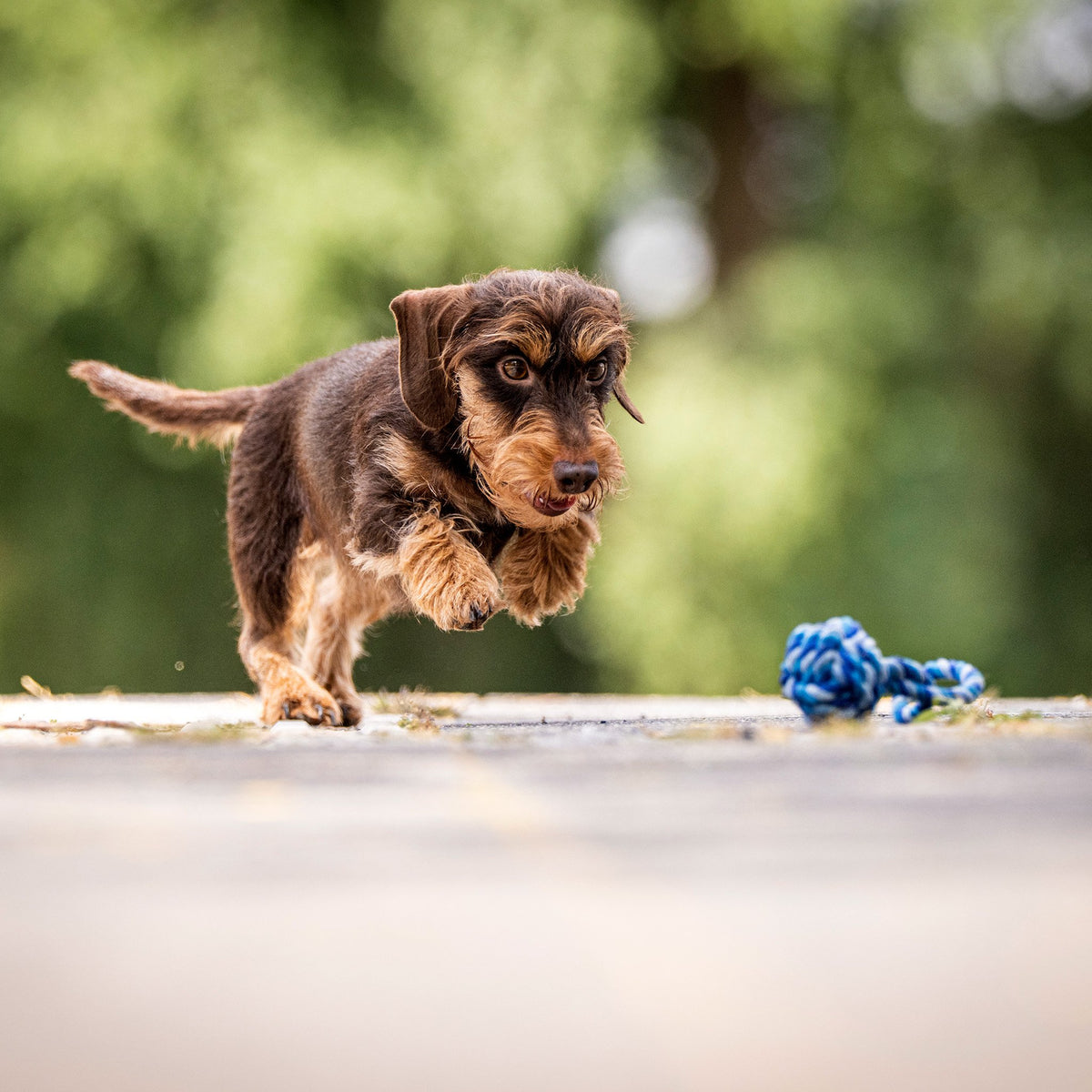 Mini-slingbal - cultspeelgoed voor honden