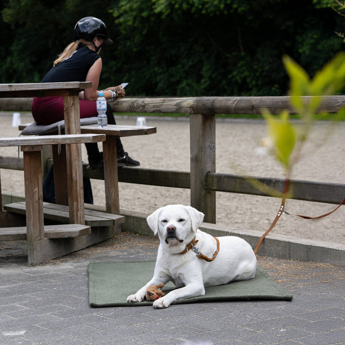 Teddy reis- en outdoordeken voor honden