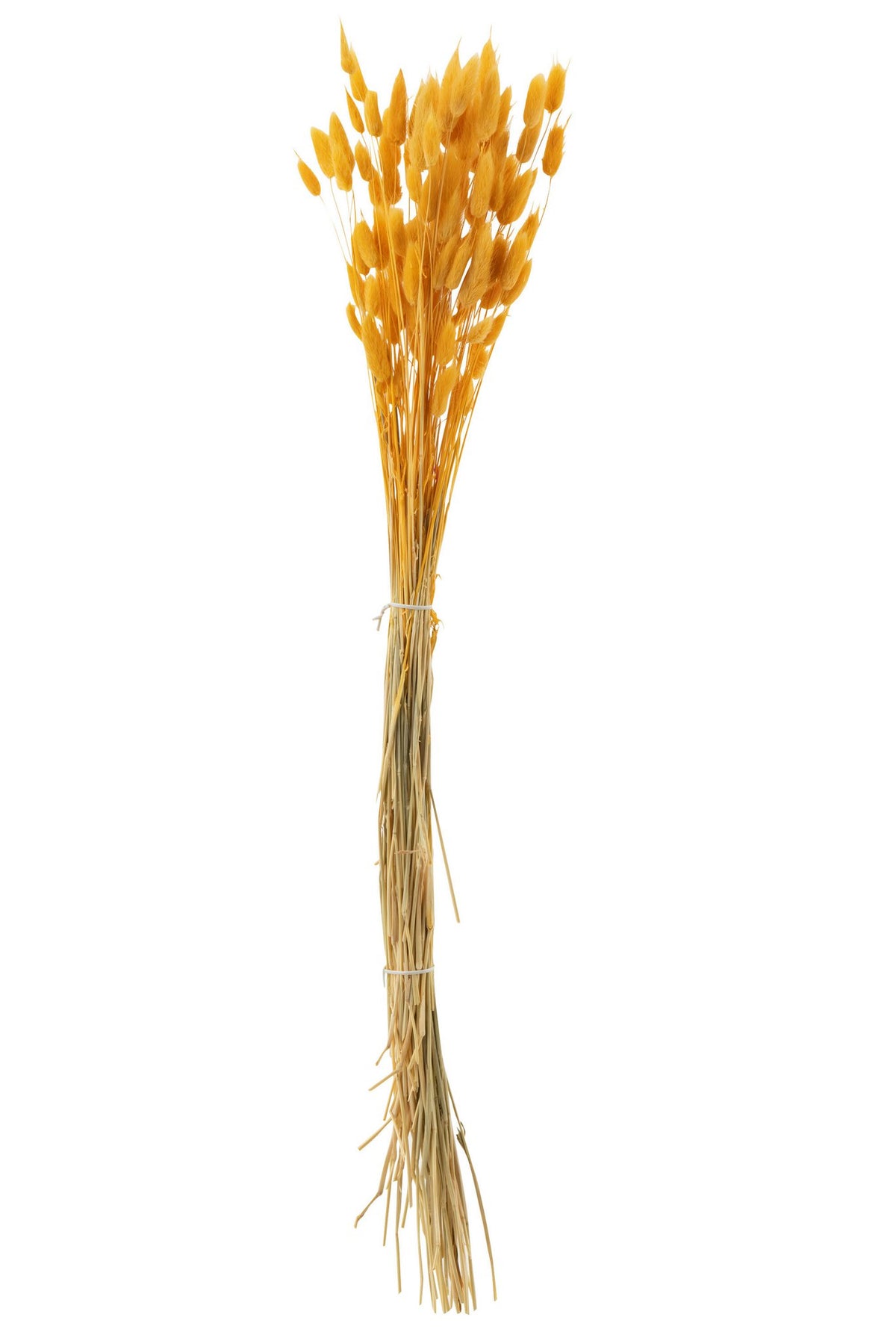 J-Line droogbloemen - Bundel Hazenstaart - gedroogd pluim - oranje