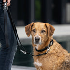 Giro leren riem voor honden