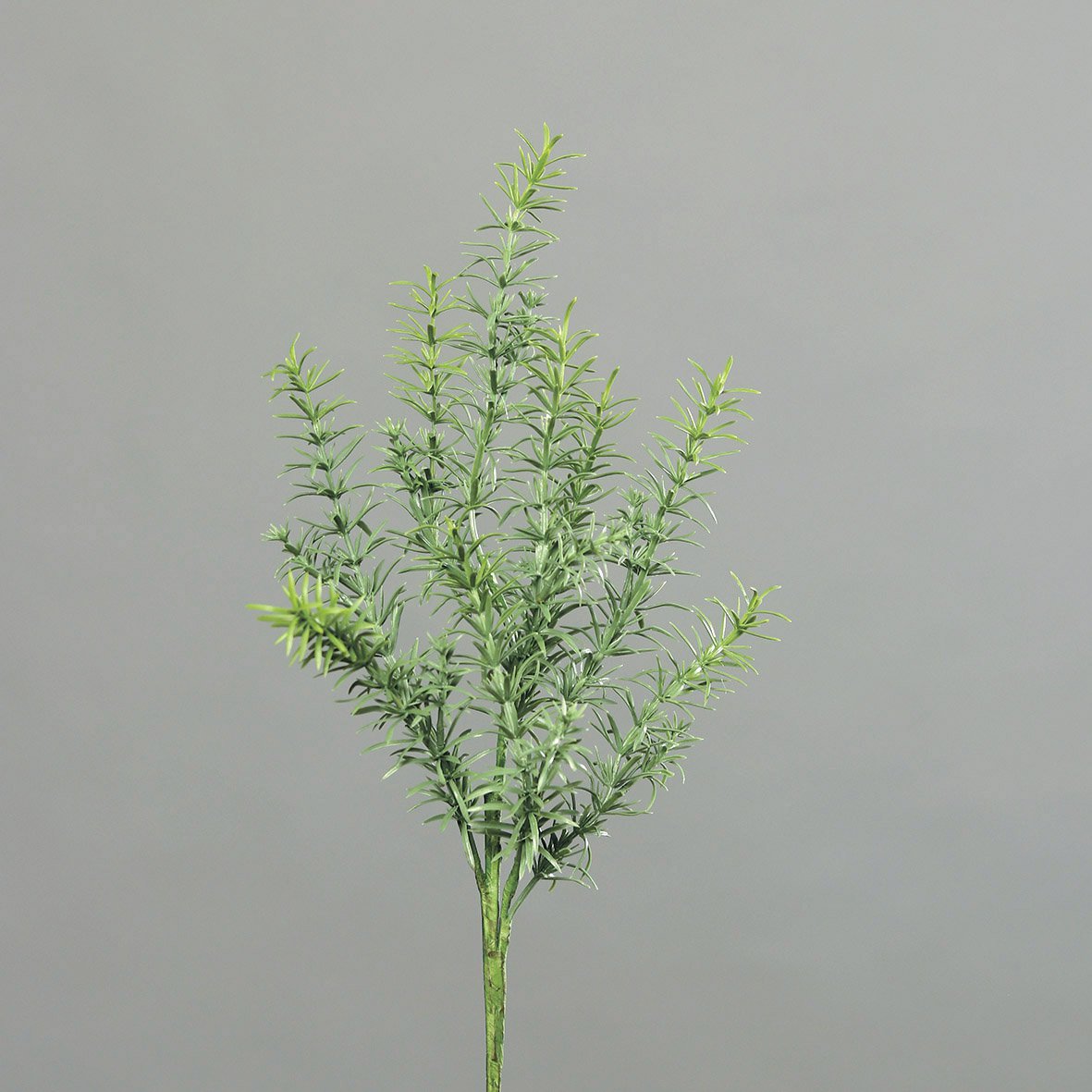 Rozemarijnstruik 50cm