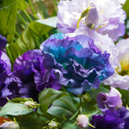 Lysianthus Kunsttak 60cm paars
