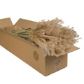 Droogbloemen - Miscanthus Naturel 5st