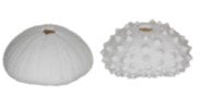 Kunststof zee-egel 4x9cm ass wit