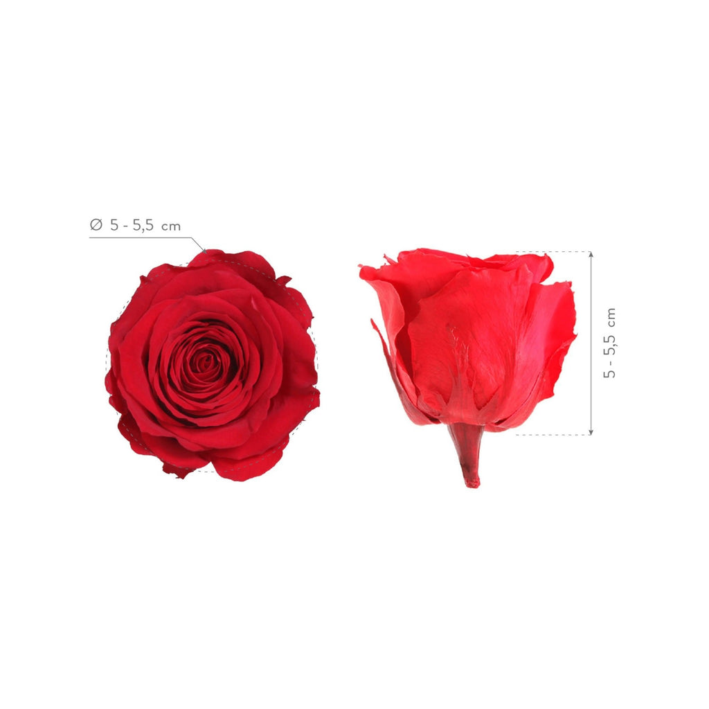 Rose Standaard W-Box 6 Rood