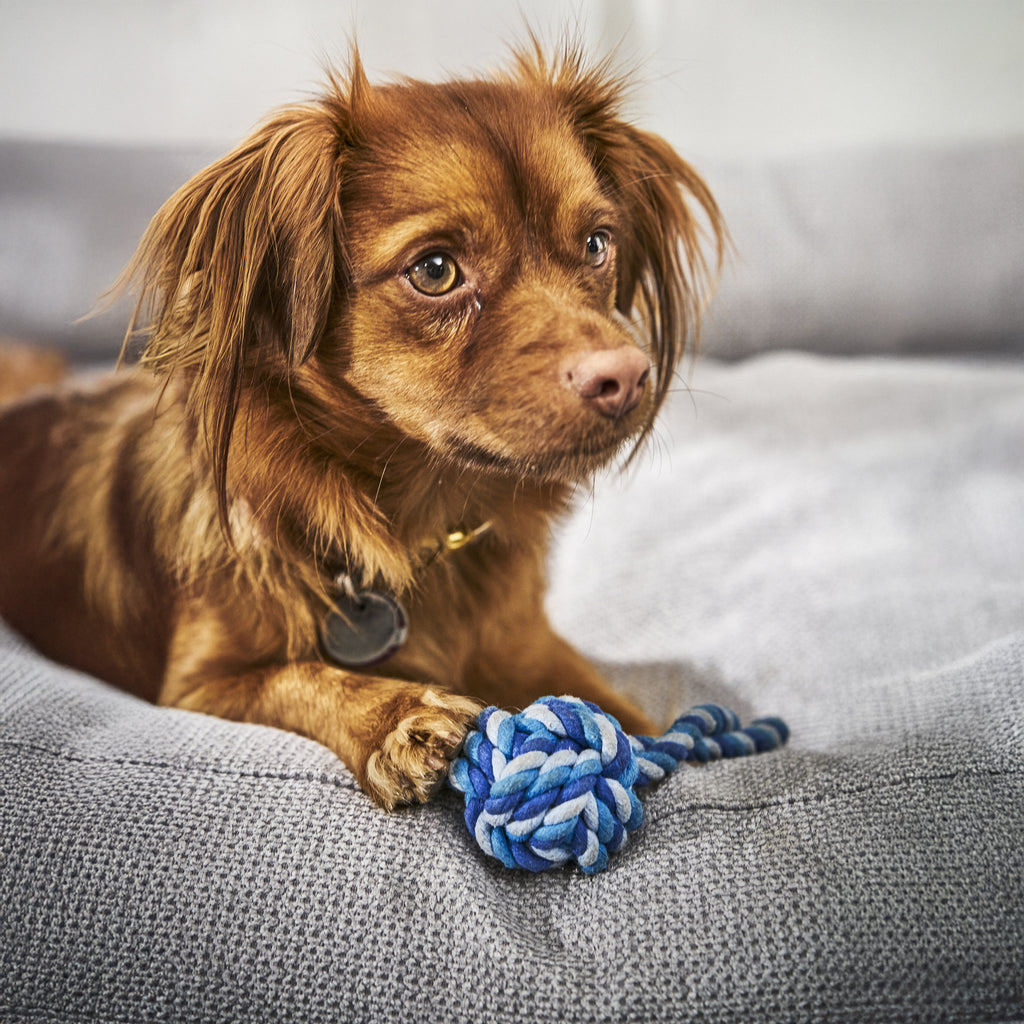 Mini-slingbal - cultspeelgoed voor honden