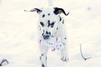 Shawn de Sneeuwman - cultspeelgoed voor honden