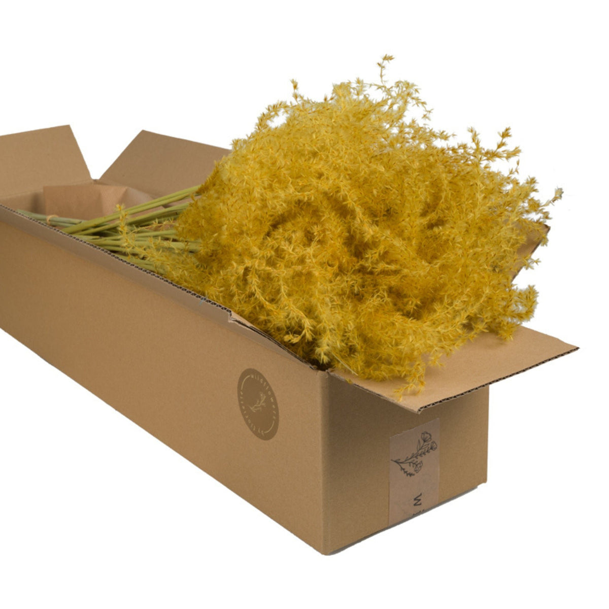 Droogbloemen - Miscanthus Geel 5st