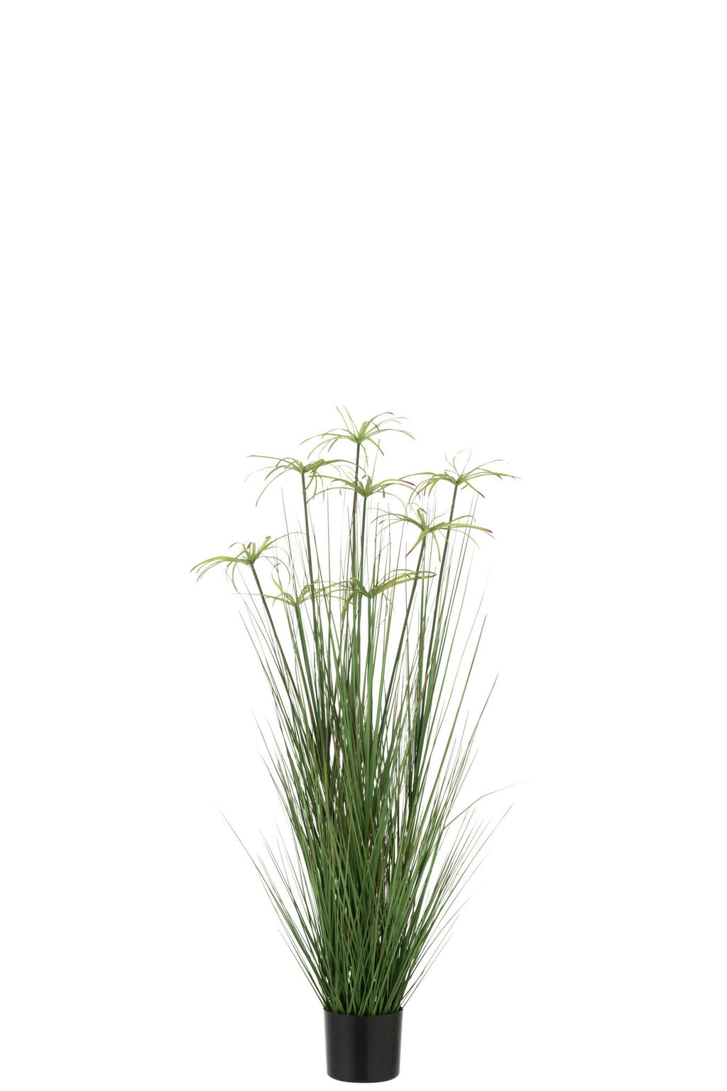 J-Line Cyperus Alternifolius 8 Koppen In Pot Pvc Groen Medium