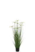 J-Line Cyperus Alternifolius 8 Koppen In Pot Pvc Groen Medium