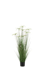 J-Line Cyperus Alternifolius 8 Koppen In Pot Pvc Groen Medium