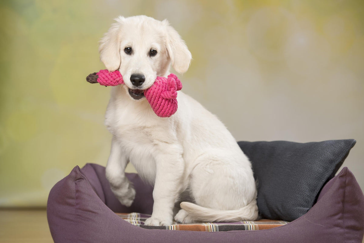 Franzi Flamingo - cultspeelgoed voor honden