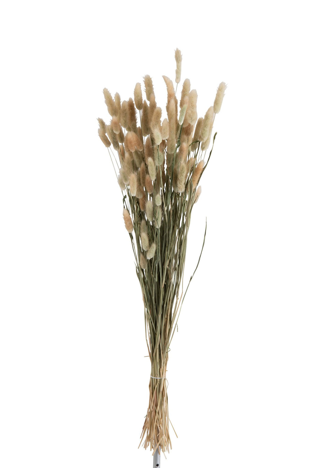 J-Line Droogbloemen - bundel pluim - gedroogd gras - naturel