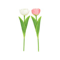 Tulp 11cm wit-roze-groen