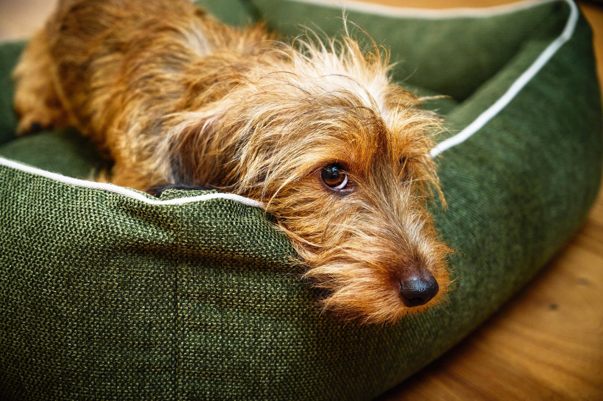Ortho Dog Bett - Eco Olive