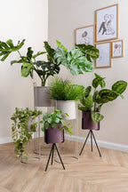 Plantenpotset Essence