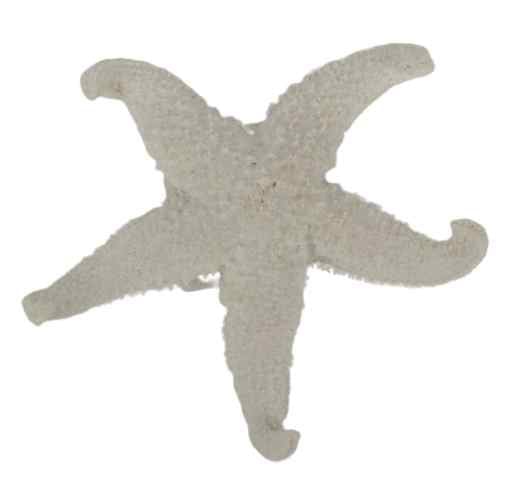 Zeester polyresin 9cm wit