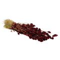 Gedroogde bloemen - Phalaris Bourgondië