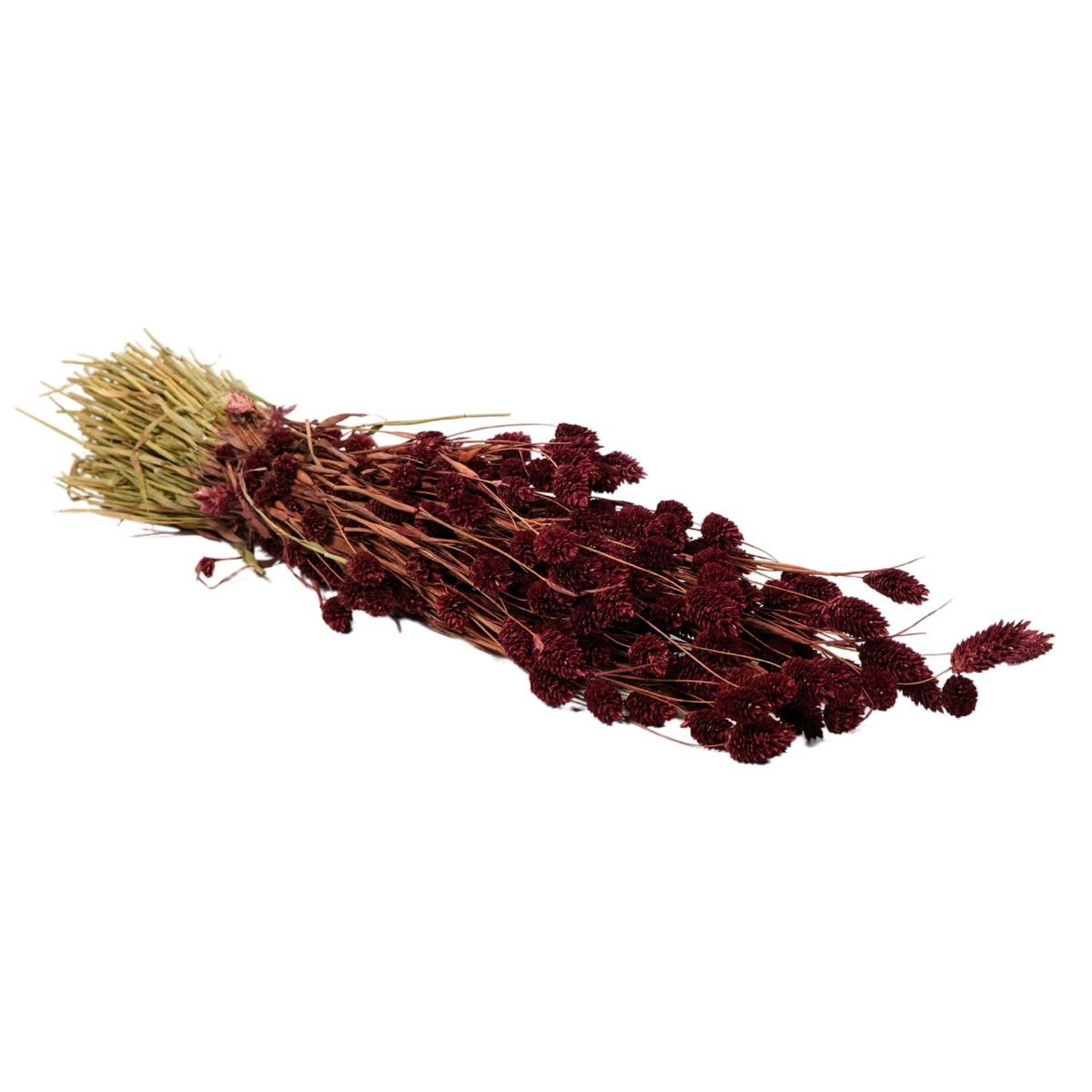 Gedroogde bloemen - Phalaris Bourgondië
